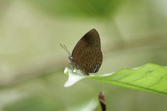 Arhopala muta