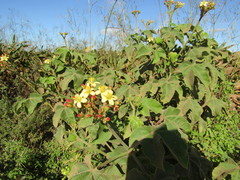 Jatropha mollissima
