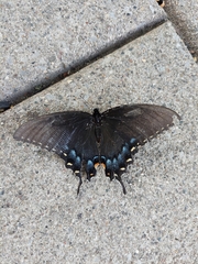 Papilio glaucus