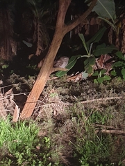 Podargus strigoides strigoides