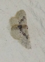 Idaea intermedia