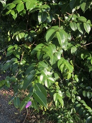 Cryptostegia grandiflora
