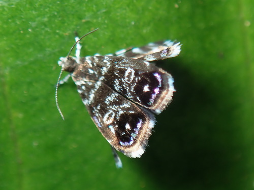 Choreutidae image