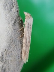 Pterolonche