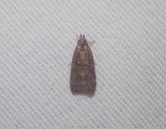 Helcystogramma melantherella