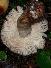 Russula illota
