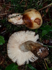 Russula illota
