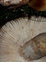 Russula illota