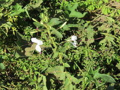 Tarenaya longicarpa