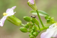 Phyllotreta striolata