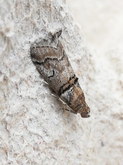 Acrobasis romanella
