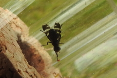 Herina frondescentiae