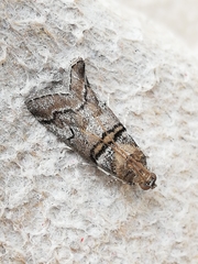 Acrobasis romanella