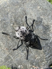Capnodis miliaris