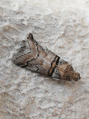 Acrobasis romanella