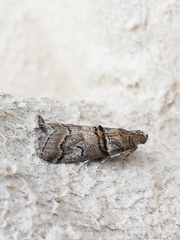 Acrobasis romanella
