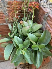 Kalanchoe