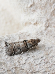 Acrobasis romanella