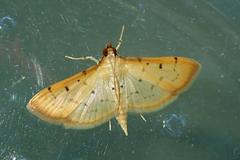 Herpetogramma basalis
