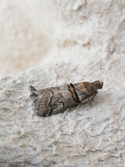 Acrobasis romanella