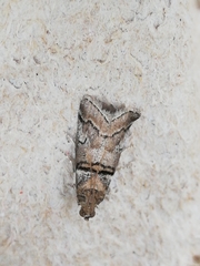Acrobasis romanella