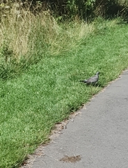 Columba palumbus