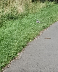 Columba palumbus