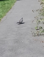 Columba palumbus