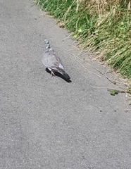 Columba palumbus