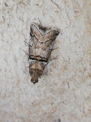 Acrobasis romanella
