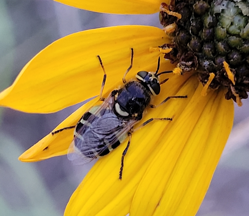 Anoplodonta nigrirostris