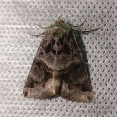 Chrysorithrum flavomaculata