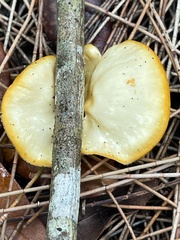 Mycobonia