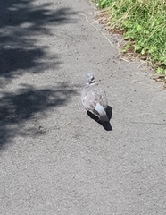 Columba palumbus