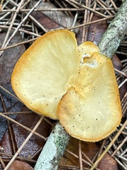 Mycobonia