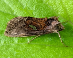 Autographa excelsa