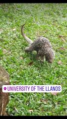 Coendou longicaudatus