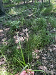 Carex muskingumensis