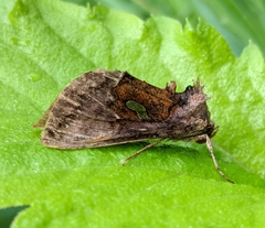 Autographa excelsa