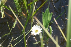 Ranunculus pallasii