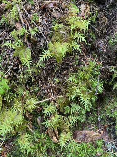 Hylocomium splendens image