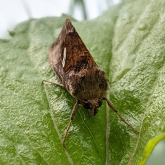 Autographa excelsa