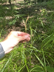 Carex muskingumensis