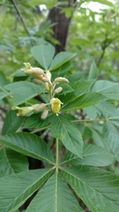 Aesculus pavia flavescens