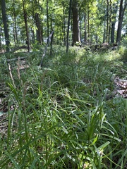 Carex muskingumensis