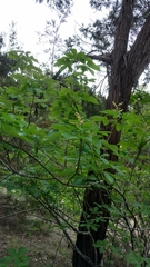 Aesculus pavia flavescens