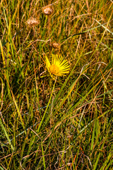 Berkheya speciosa