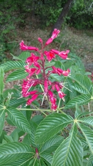 Aesculus pavia pavia