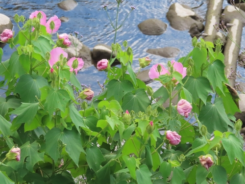 Hibiscus mutabilis