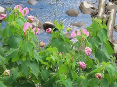 Cotton rosemallow (Hibiscus mutabilis): origin and uses — photo 3